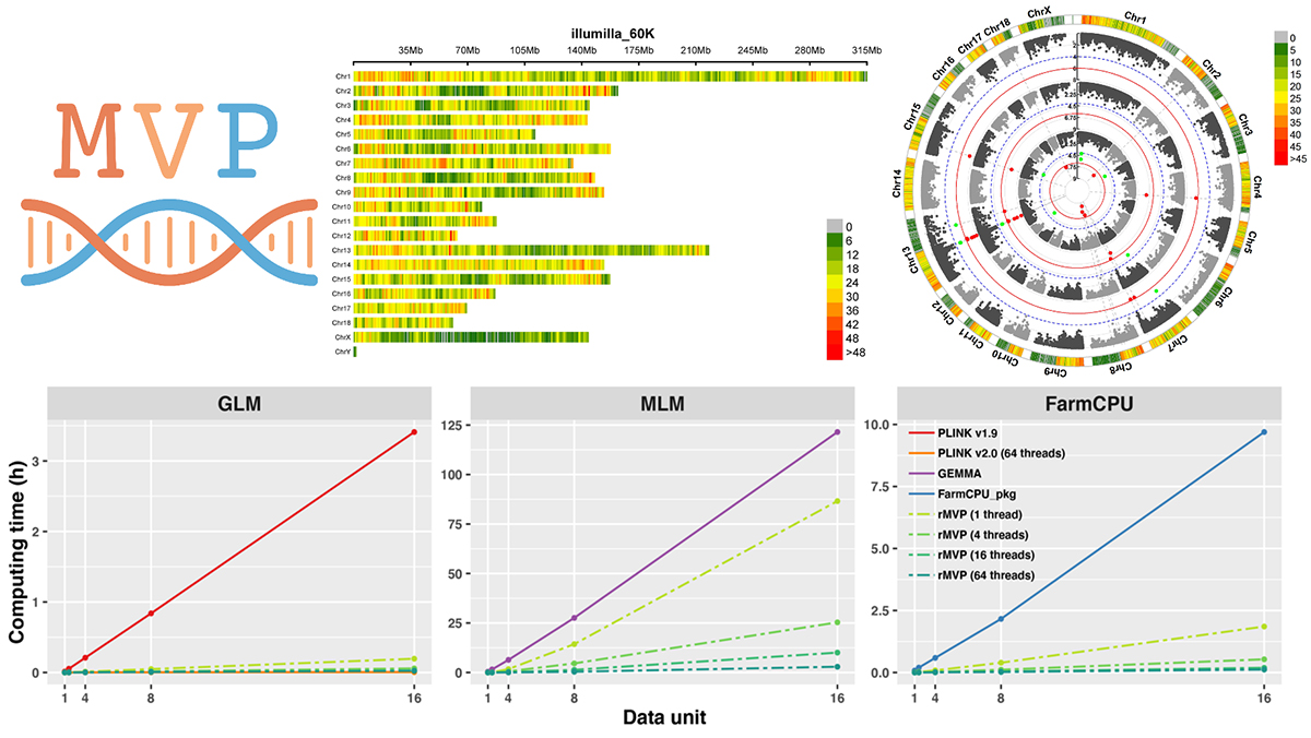 图 1. 一款计算高效、内存节省、可视化丰富的全基因组关联分析软件rMVP