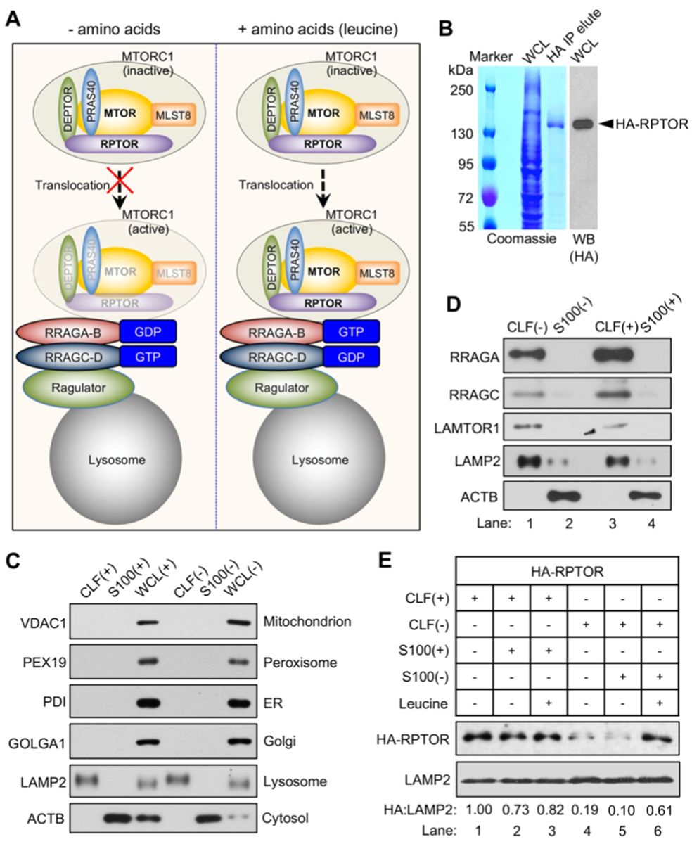 图1.受亮氨酸调节的mTORC1通路体外无细胞体系的构建