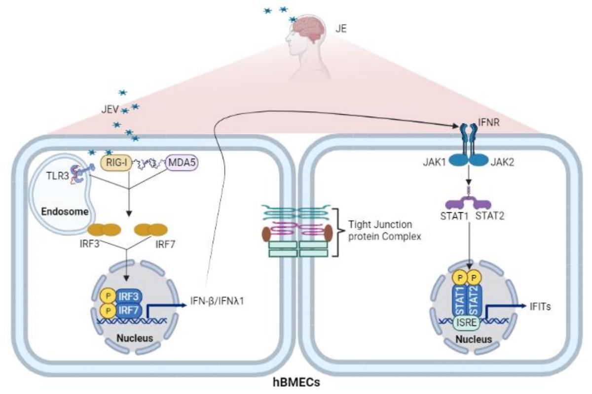 III型干扰素及相关因子在JEV感染和血脑屏障调控中的作用(1)