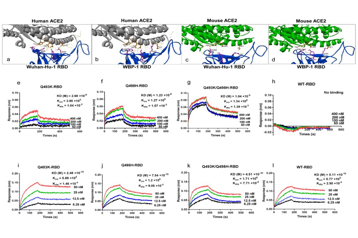 受体结合域Q493K和Q498H突变介导其与小鼠ACE2的结合
